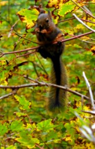 Hoh squirrel fall cbubar NPS Photo