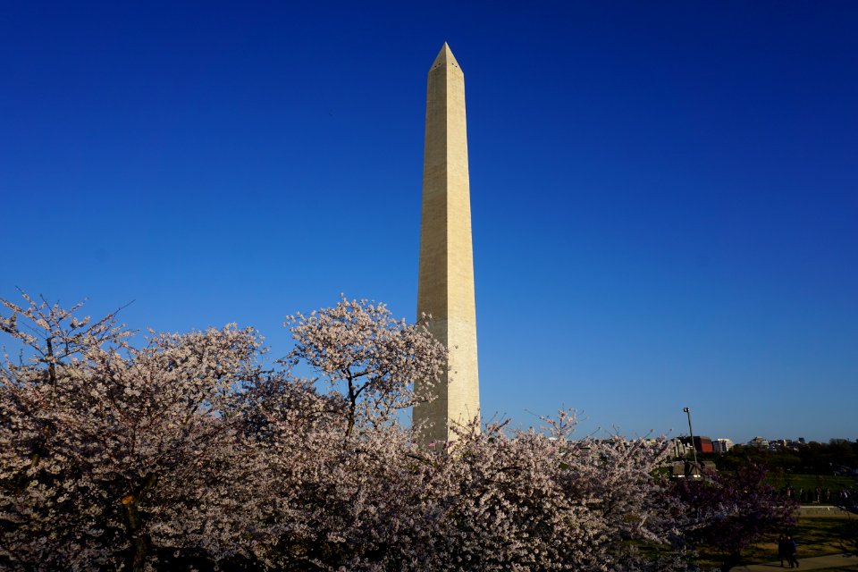 Washington Monument Cherry Blossoms
