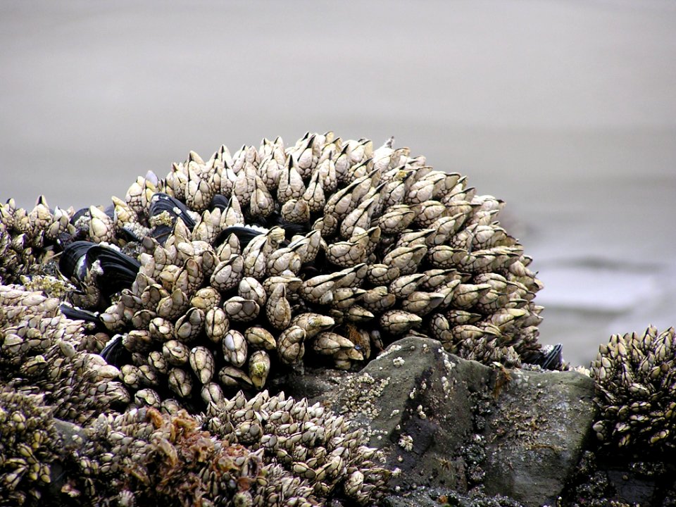Shi Shi beach Goose neck  Barnacles NPS Photo
