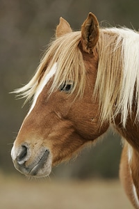 Profile portrait pony