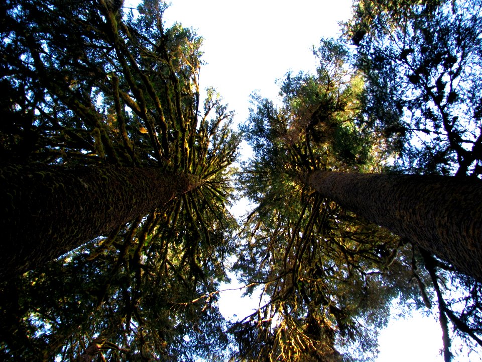 Trees tall forest sky WIC nps photo