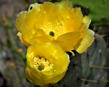Prickly Pear Flower photo