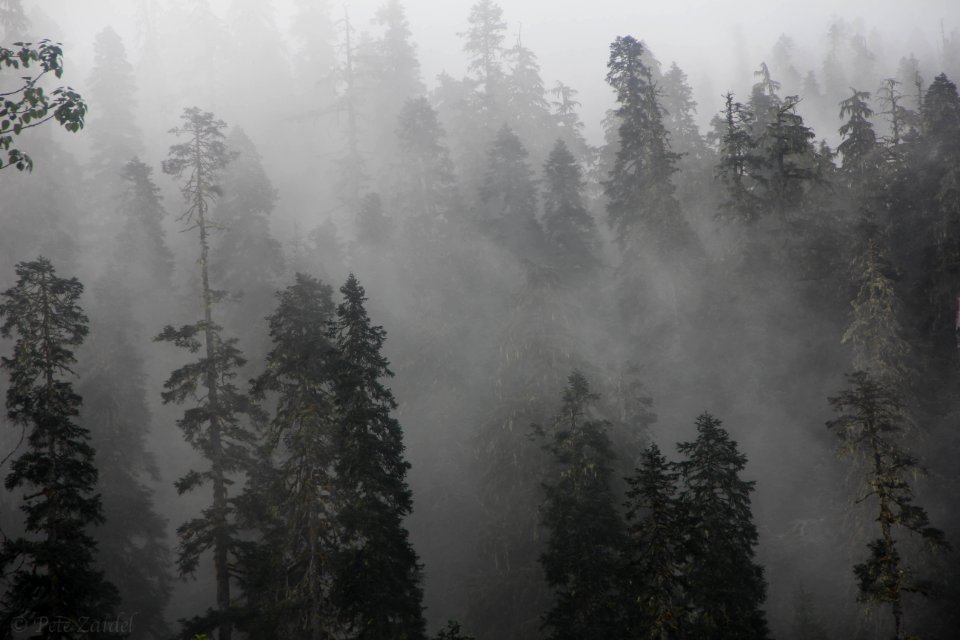 fog mist forest trees pzaidel credit required
