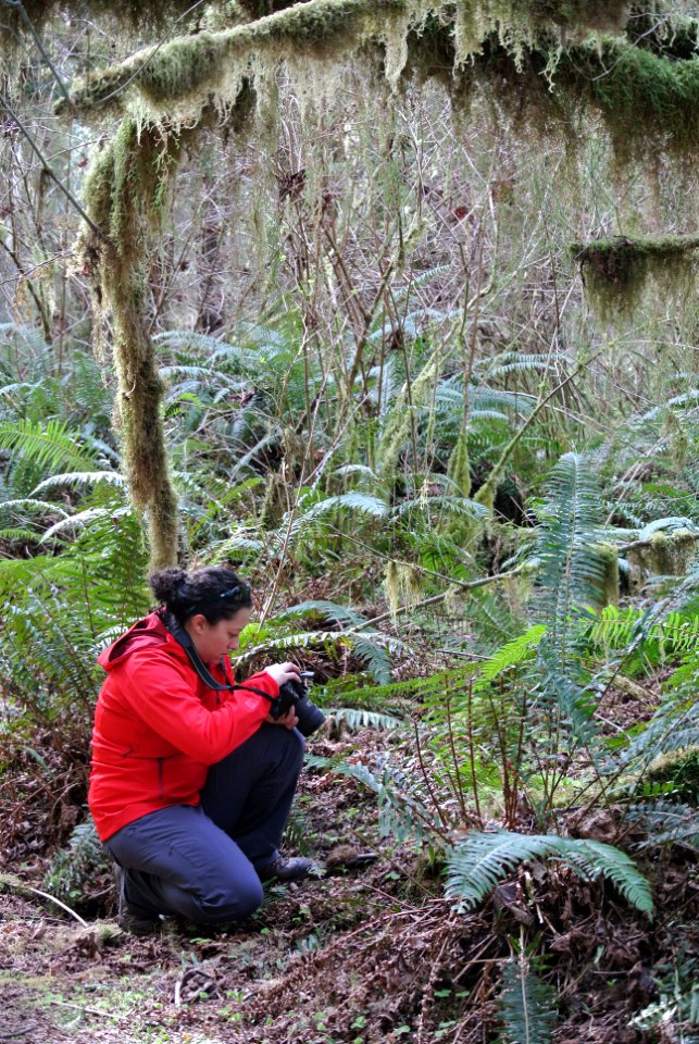 visitor photograhing plant hoh rainforest photography c bubar march 05 2015