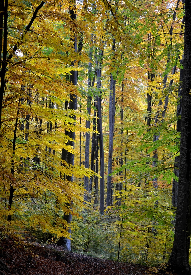 Nature fall season