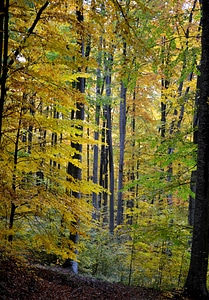 Nature fall season photo