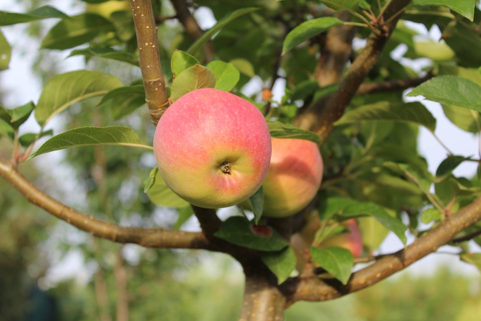 Apple apple tree Free photos