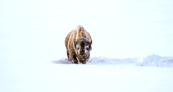 Bison