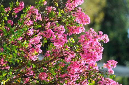 花の島構想・弓削地区の花「サルスベリ」