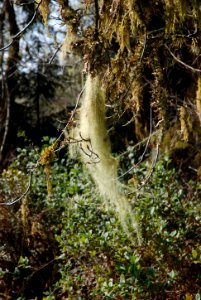 beard moss quinault rainforest c bubar march 05 2015