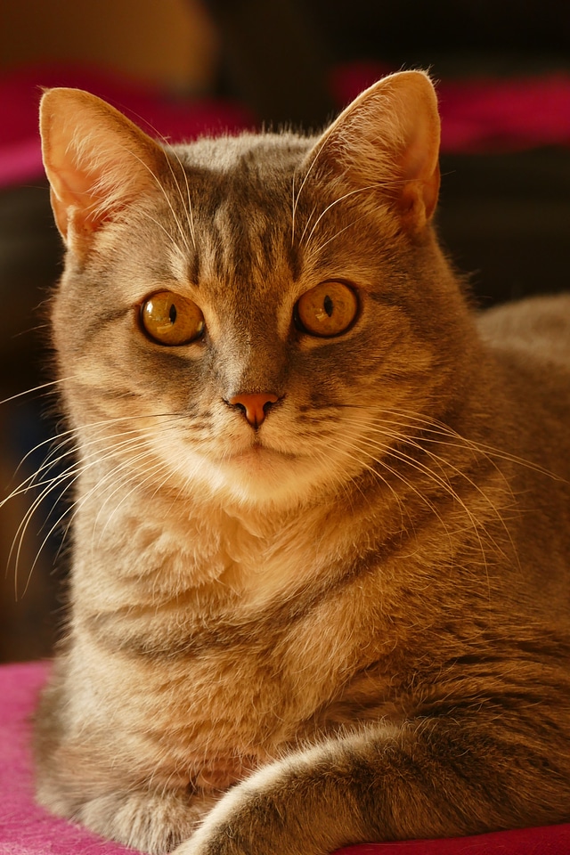 Domestic cat cute cat animal