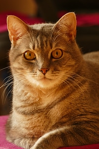 Domestic cat cute cat animal