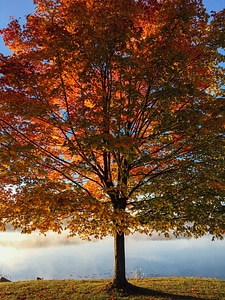 Fall foliage park