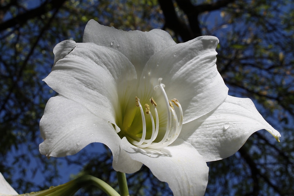 White amaryllis flowering bulbs amaryllis belladonna