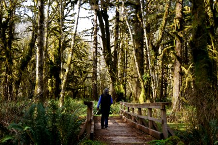 visitor walking bridge maple glades trail quinault rainforest spring r mckenna march 2015