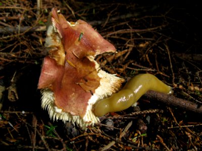 banana slug eating mushroom NPS Photo