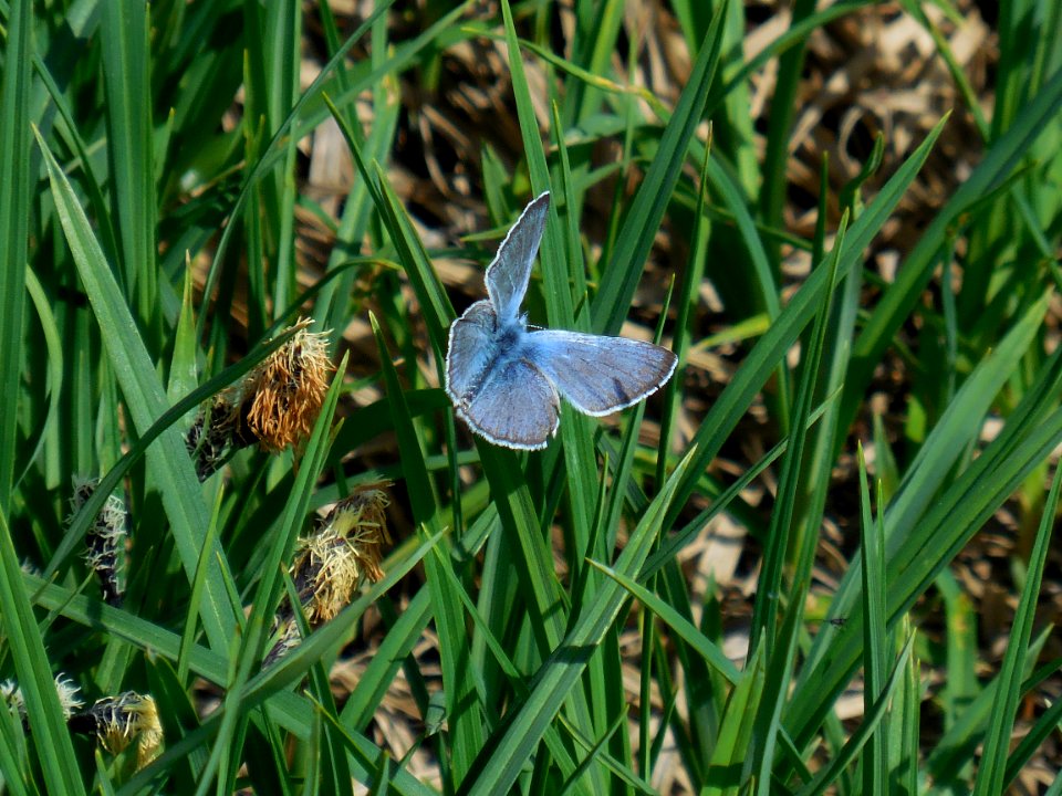 Hurricane Ridge Butterfly cbubar