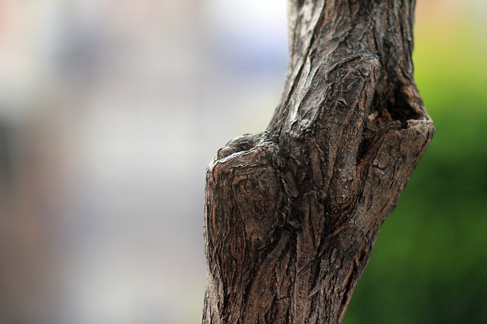 Nature wood natural