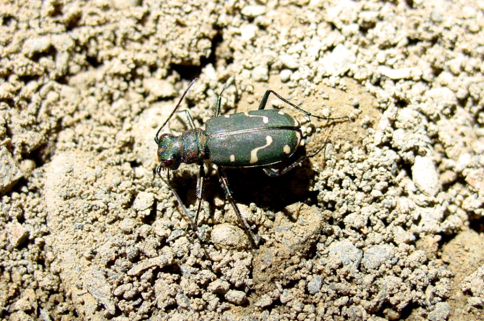 insect bug beetle NPS Photo
