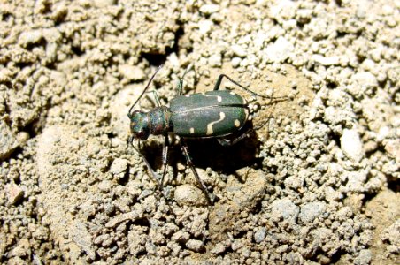 insect bug beetle NPS Photo