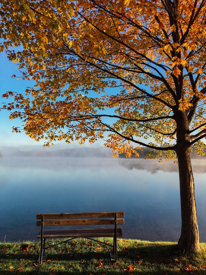 Bench fall foliage