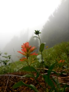 Indian Paintbrush Olympic NP cbubar