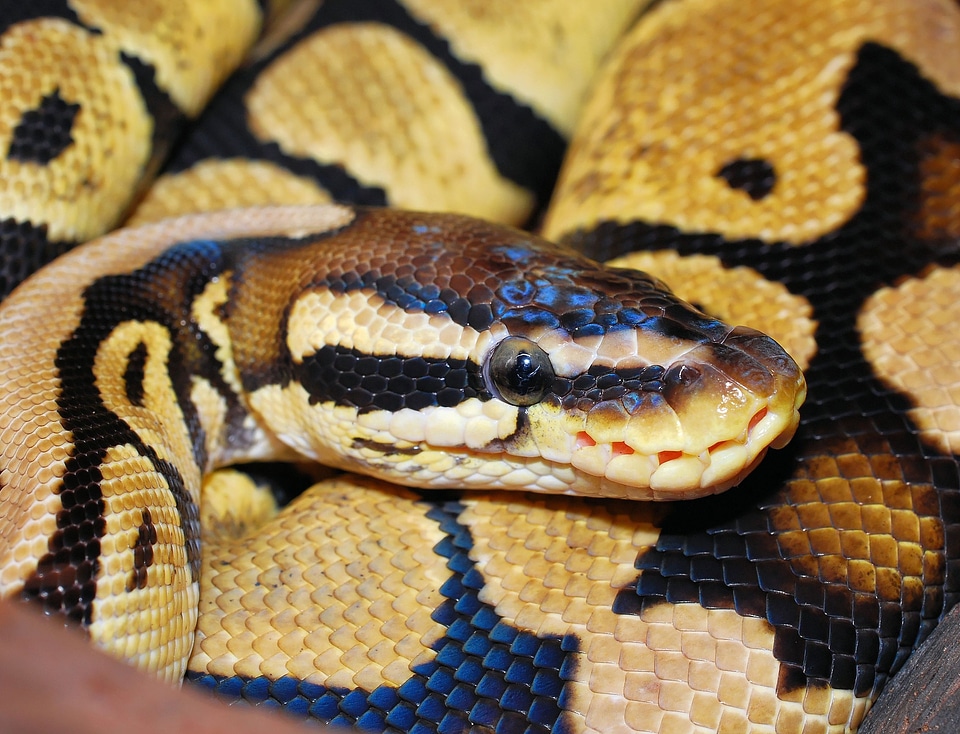 Animal scale beauty