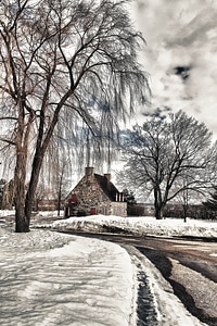 Tree snow winter landscape