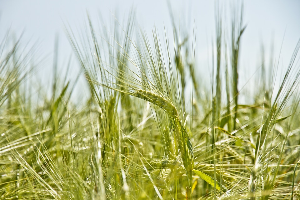 Agriculture natural plant