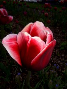 Tulips 2
