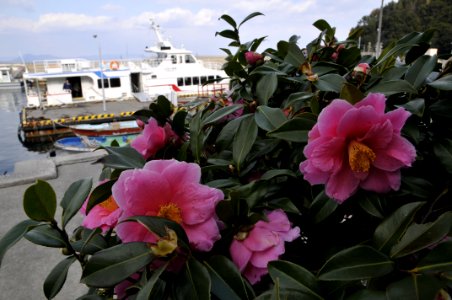 花の島構想・魚島地区の花「山椿」 photo