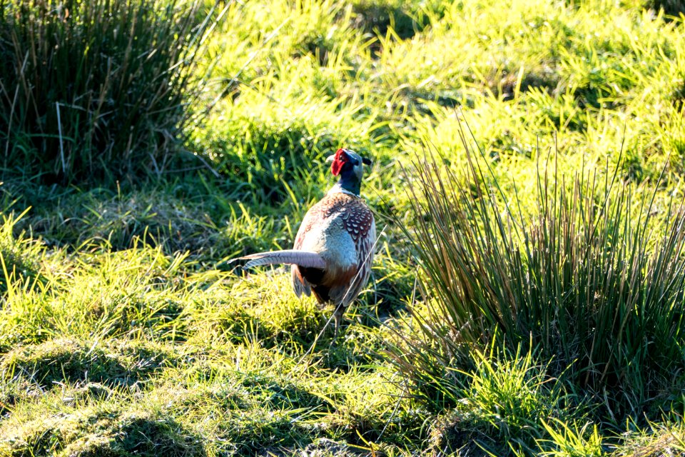 Pheasant in Grass