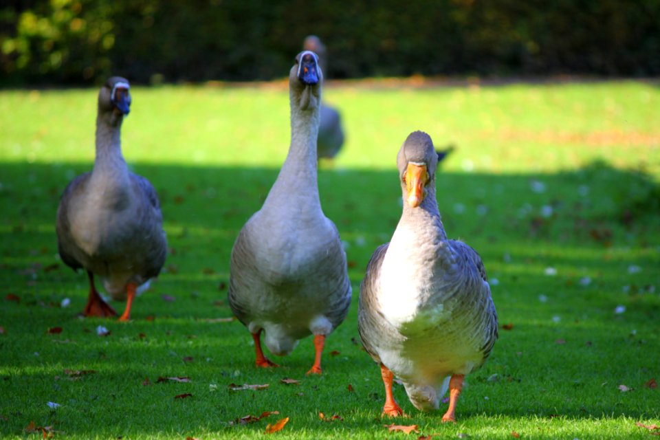 Hilfe sie kommen! Gräflicher Park Bad Driburg Oktober 2015