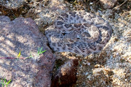 Rattlesnake. Photo by NPS/Todd M. Edgar.