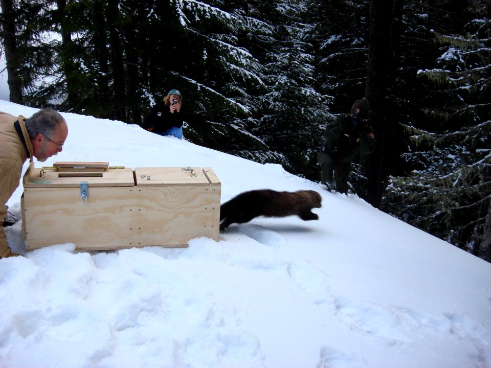 animal mammal fisher HR Road release NPS Photo
