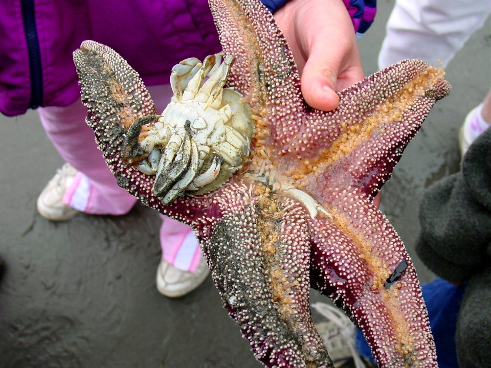 Seastar crab ocean tidepool NPS Photo