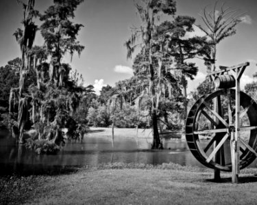 Bogalusa Swamp Scene
