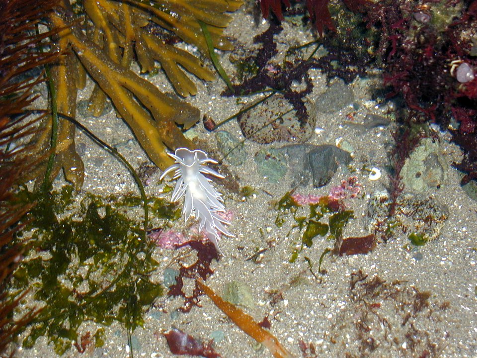Dirona albolineata opalescent nudibranch tidepool NPS Photo