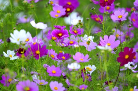 花の島構想・生名地区の花「コスモス」 photo