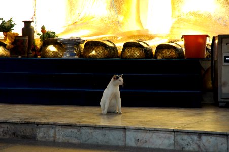 The protector of divine