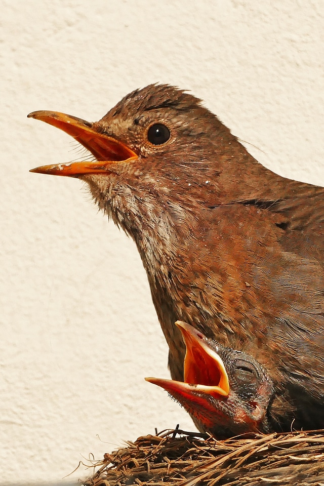 Pair bill songbird