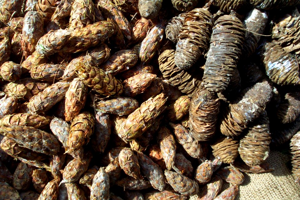 tree cones NPS Photo