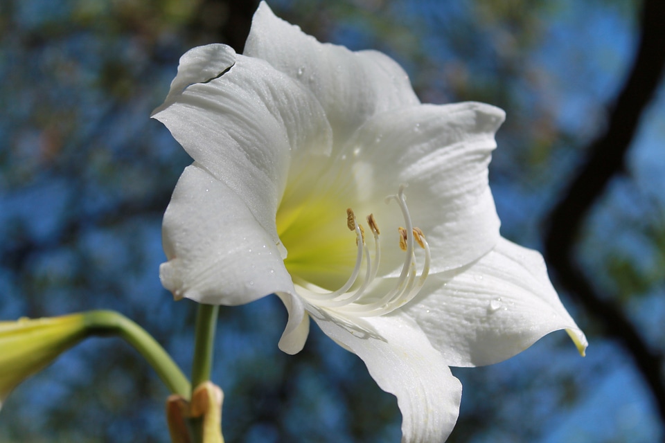 White amaryllis flowering bulbs amaryllis belladonna photo