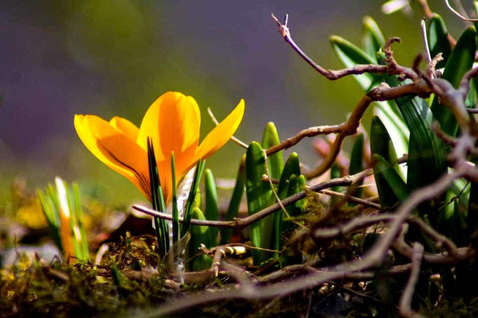 spring is back !
