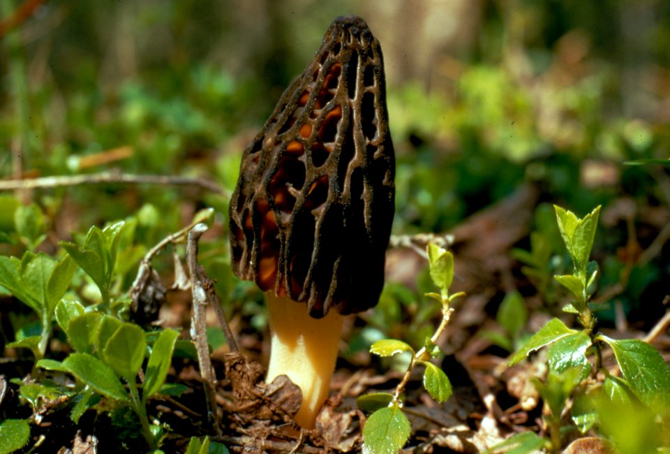 morel mushroom NPS Photo