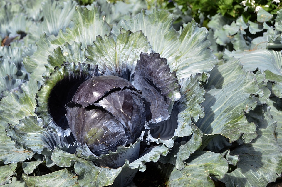 Cabbage green vegetable garden