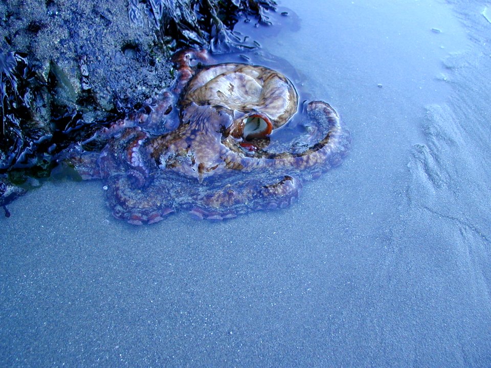 Octopus marine life tidepool NPS Photo (2)