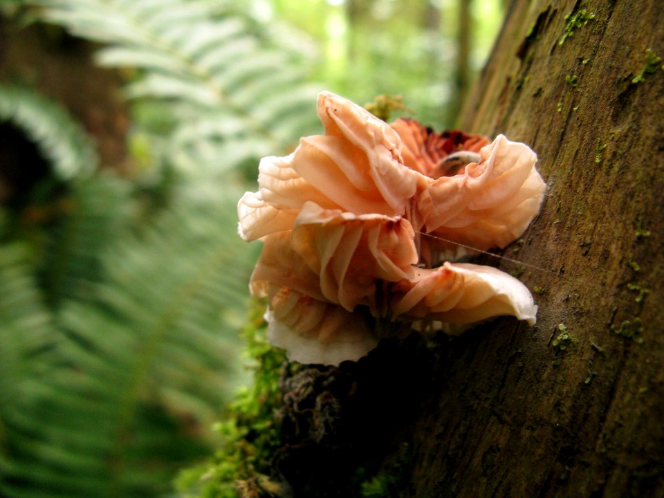 mushroom fungus tree NPS Photo