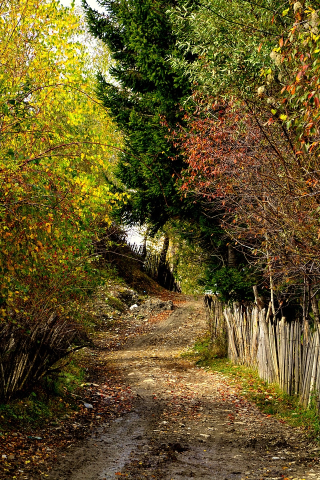 Country road nature yellow photo