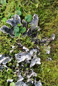 lichens moss forest floor hoh rainforest c bubar march 05 2015